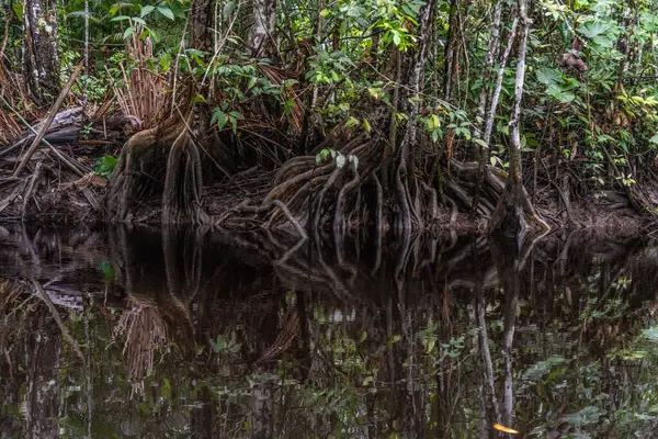 Bolivya 'da ağaçların köklerine sahip Amazon ormanı.