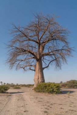 Botswana 'nın ön planında baobab ile güzel bir günbatımı