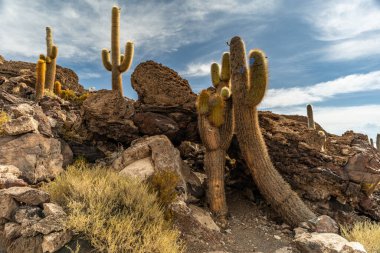 Salar de Uyuni tuz ovaları ile ada Incahuasi gündoğumu zaman, and Dağları'nda, Bolivya, Güney Amerika, büyük kaktüsler.
