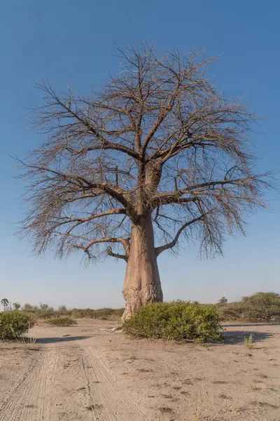 Botswana 'nın ön planında baobab ile güzel bir günbatımı