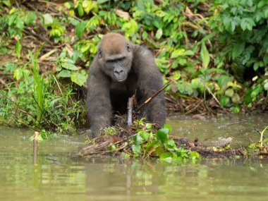 Bir Batı gorili (Goril) Afrika Gabonu.