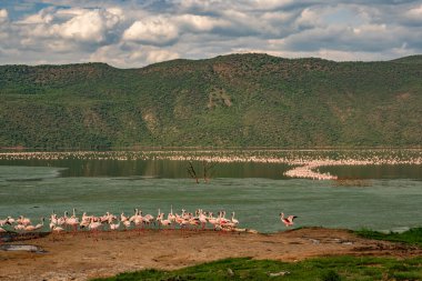 beautiful sunset over Lake Baringo with pink flamingos in the foreground