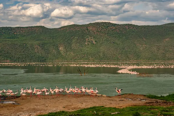 beautiful sunset over Lake Baringo with pink flamingos in the foreground