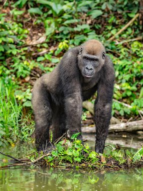 Bir Batı gorili (Goril) Afrika Gabonu.
