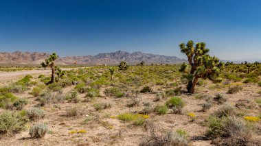 Güneybatı Usa Parkları (Joshua Tree Ulusal Parkı), Kaliforniya 'nın güneydoğusunda yer almaktadır..
