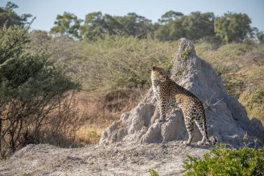 Leopar Afrika savanasında avını arıyor (Panthera pardus)