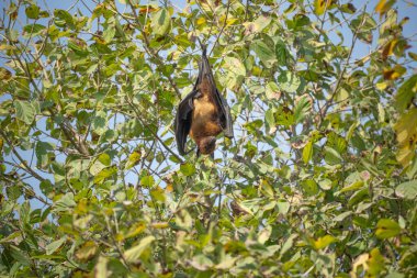 Hindistan 'da uçan tilki ya da daha büyük Hint meyve yarasası veya Pteropus giganteus' un yüzü ya yakın çekim ya da Ranthambore Ulusal Parkı kaplan koruma alanı Rajasthan Hindistan 'da kanat genişliğinde göz teması ile ağaca asılı portre.