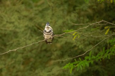 Pied kingfisher (Ceryle Rudis) şubede oturuyor, bakıyor, Kosi Körfezi Doğa Koruma Alanı, iSimangaliso Wetland Parkı, KwaZulu-Natal, Güney Afrika
