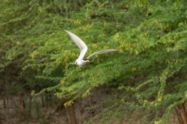 Kaliforniya kıyıları boyunca uzanan Birinci Kış Zarif Tern (Thalasseus elegans), ABD.