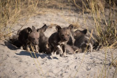 Afrika vahşi köpeği Lycaon Pictus, suda yürüyor. Büyük kulaklı boyanmış köpek avlamak, doğal ortamında güzel vahşi hayvan. Doğa, Moremi, Okavanago deltası, Botswana, Afrika