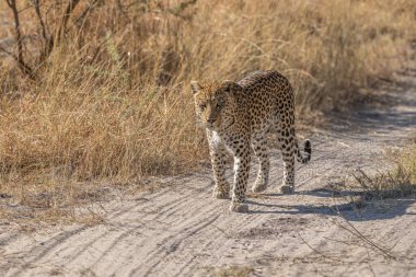 Leopar Afrika savanasında avını arıyor (Panthera pardus)