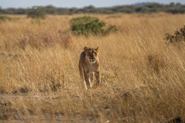 Savannah çim üzerinde yalan büyük aslan. düz ve tepelerin arka planda karakteristik ağaçlarla peyzaj