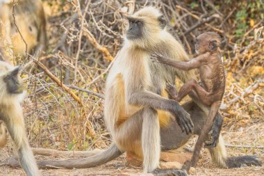 Hanuman Langurs (Semnopithecus entellus) Mandore Garden, Jodhpur, Hindistan.