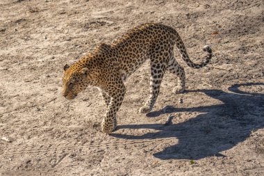 Leopar Afrika savanasında avını arıyor (Panthera pardus)