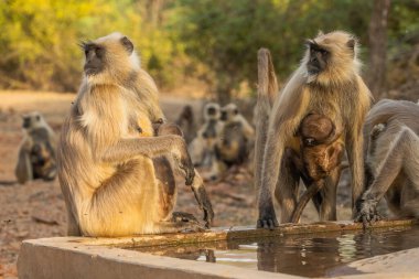 Hanuman Langurs (Semnopithecus entellus) Mandore Garden, Jodhpur, Hindistan.