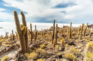 Salar de Uyuni tuz ovaları ile ada Incahuasi gündoğumu zaman, and Dağları'nda, Bolivya, Güney Amerika, büyük kaktüsler.