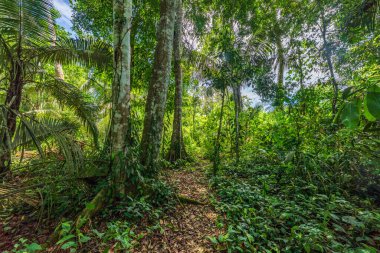Amazon ormanının çok güzel ve ilginç ağaçları ve bitkileri.