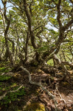 Evergreen beech forest near foot of Andes mountains, Patagonia, Argentina, South America, chile