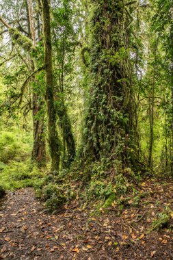 Evergreen beech forest near foot of Andes mountains, Patagonia, Argentina, South America, chile