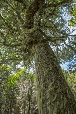 Evergreen beech forest near foot of Andes mountains, Patagonia, Argentina, South America, chile