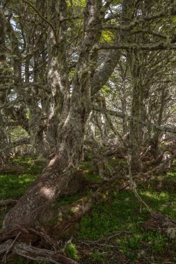 Evergreen beech forest near foot of Andes mountains, Patagonia, Argentina, South America, chile