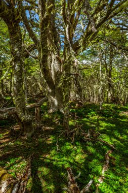Evergreen beech forest near foot of Andes mountains, Patagonia, Argentina, South America, chile
