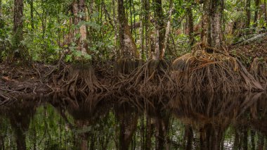 Bolivya 'da ağaçların köklerine sahip Amazon ormanı.