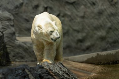 Kutup Ayısı (Ursus maritimus) Spitsbergen Kuzey Okyanusu