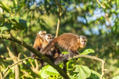 Manu Milli Parkı 'nda kahverengi kapuçin (Sapajus apella), Peru
