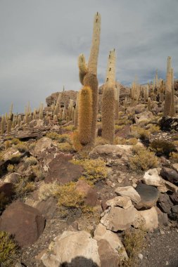 Salar de Uyuni tuz ovaları ile ada Incahuasi gündoğumu zaman, and Dağları'nda, Bolivya, Güney Amerika, büyük kaktüsler.