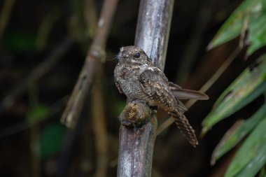 Şeytani Çobanaldatangiller veya Heinrich's Çobanaldatangiller (Eurostopodus diabolicus) irfan Lindu Milli Parkı'nda, Sulawesi Adası, Endonezya