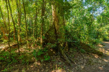 Amazon yağmur ormanlarında, yoğun yeşillik ve daha küçük bitki türleriyle çevrili bir kapok ağacı.