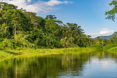 Peru nehrinden tropikal yağmur ormanı manzarası.