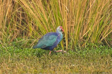 Mor Swamphen (Porphyrio porphyrio), Avrasya 'nın güneyinde ve Afrika' nın kuzeybatısında bulunan Rallidae familyasından bir kuş türü..