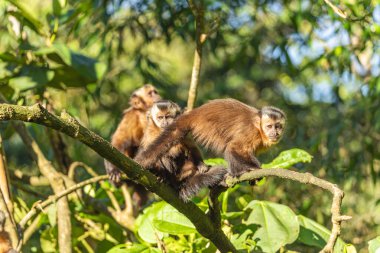 Manu Milli Parkı 'nda kahverengi kapuçin (Sapajus apella), Peru