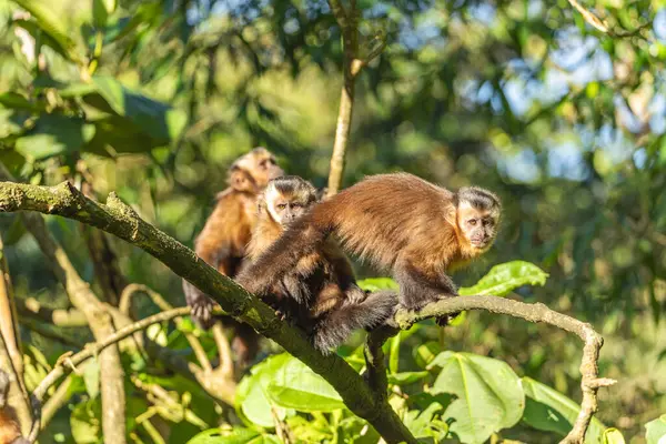 Manu Milli Parkı 'nda kahverengi kapuçin (Sapajus apella), Peru