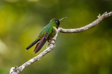 Işıl ışıl menekşe (Colibri coruscans) Ekvador