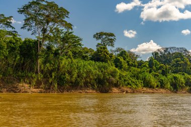 Peru nehrinden tropikal yağmur ormanı manzarası.