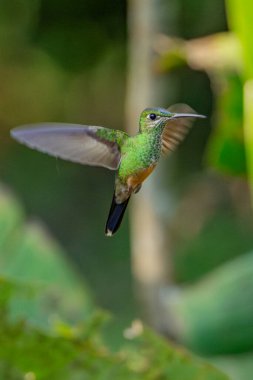 Işıl ışıl menekşe (Colibri coruscans) Ekvador