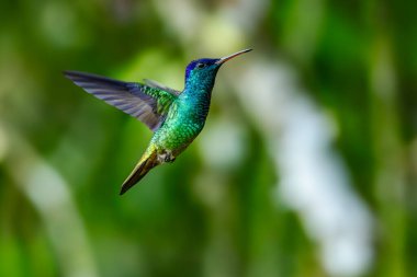 Işıl ışıl menekşe (Colibri coruscans) Ekvador