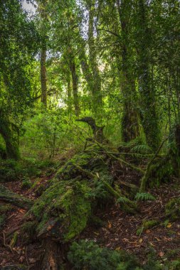 Evergreen beech forest near foot of Andes mountains, Patagonia, Argentina, South America, chile