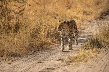 Leopar Afrika savanasında avını arıyor (Panthera pardus)