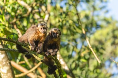 Manu Milli Parkı 'nda kahverengi kapuçin (Sapajus apella), Peru