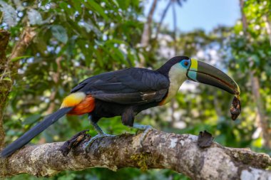 Beyaz boğazlı Toucan (Ramphastos tucanus) bir ağaca tünemiştir: Ramphastidae familyasından bir kuş.