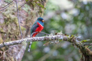 Yakalı Trogon - Trogon yakası, Güney Amerika 'nın And yamaçlarından gelen güzel renkli kuş, Guango Lodge, Ekvador