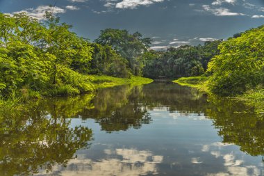 Peru nehrinden tropikal yağmur ormanı manzarası.