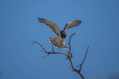 Siyah göğüslü kartal (Circaetus pectoralis). Peru.