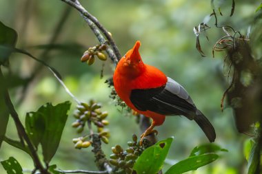 And cock-of-the-rock (Rupicola peruvianus