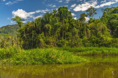 Peru nehrinden tropikal yağmur ormanı manzarası.