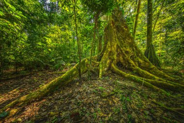 Amazon yağmur ormanlarında, yoğun yeşillik ve daha küçük bitki türleriyle çevrili bir kapok ağacı.
